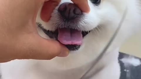Dog hair trimming #funny