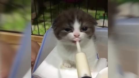 kitty hungry