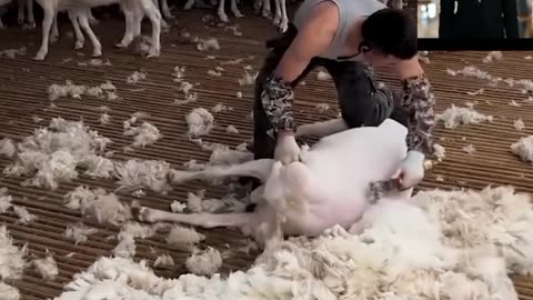 Sheep shearing season