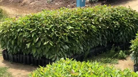 Visiting the GEM avocado growing fields of Fallbrook Ca. Welcome to Maddock Nursery