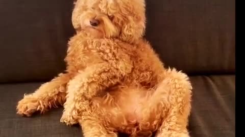 Snoring dog falls asleep sitting like a human