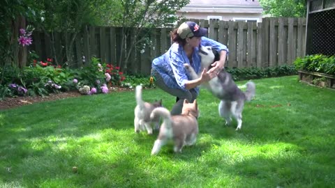 Attempting to bathe a litter of Husky puppies!