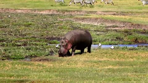 Wildlife | Episode 4 | World's Largest Land Animals: Hippos & Rhinos