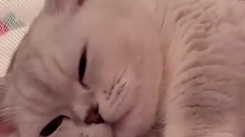 Cute kitten love hugging