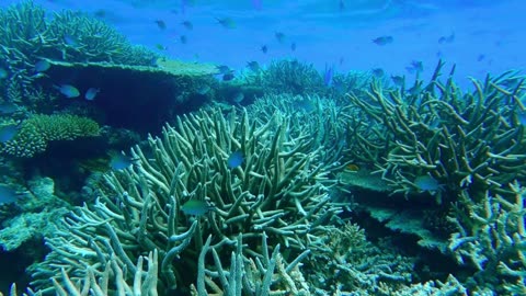 Underwater Relaxation Music : Beautiful Aquarium Coral Reef Fish, Relaxing Ocean Fish