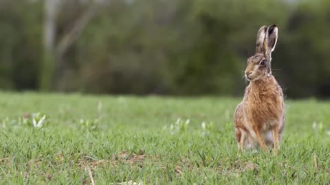 Hare Sitting in Grassy Field 01