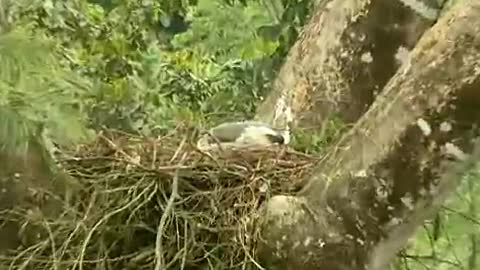 Fauna Brasileira - Nossa Pátria Amada