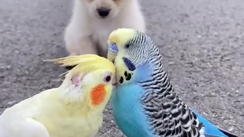 Dog Making Love To Parrots Love Feeling Love
