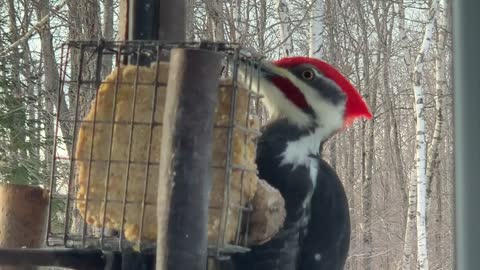 Woddy the pileated woodpecker Woddy the