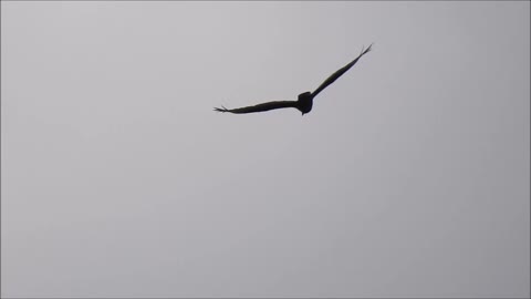 Eagle or Hawk Soaring Over Grunthal Manitoba