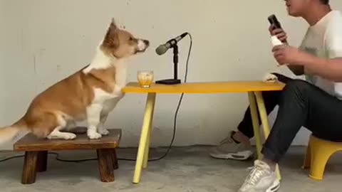 Canine Song