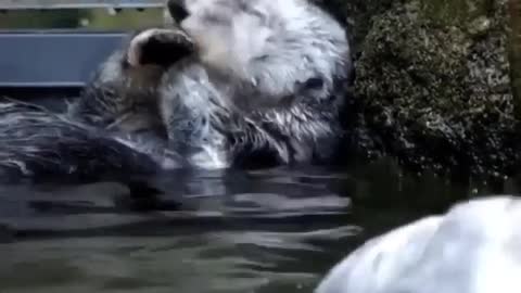 A tired beaver takes a break