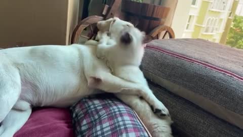 Sweet Doggo Lets His Cat Buddy Win A Play-fight