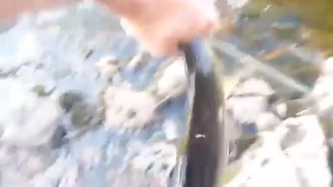 Fishing walleye with barehands