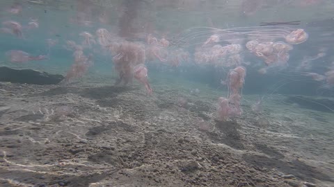 Swimming In The Middle of Jellyfish World