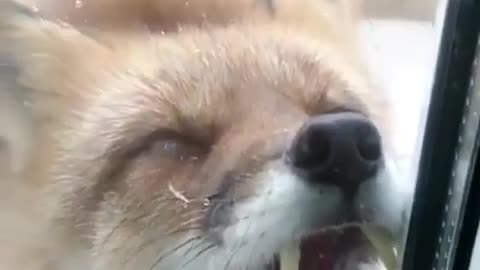 FOX infected with Rabies