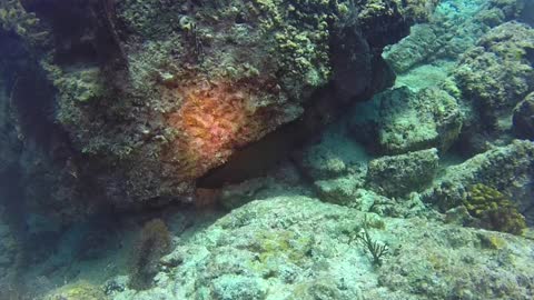 Injured moray eel seems to hide from the camera man