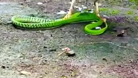 Eagle hunting snake : Viral video