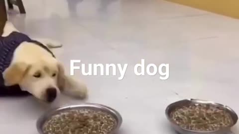 funny doggie