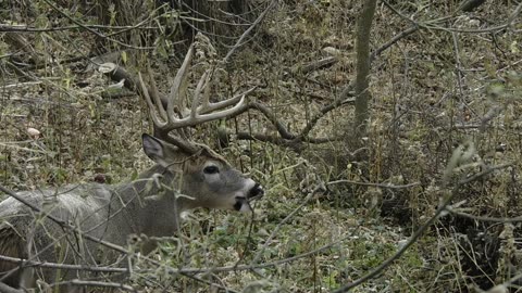 Huge 10 Point Buck