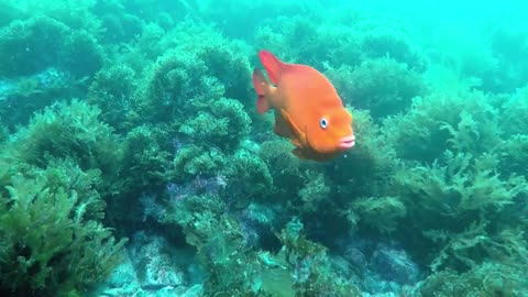 Scuba Diving Encounters: Diving Catalina Island