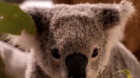 Australian koala eating eucalyptus