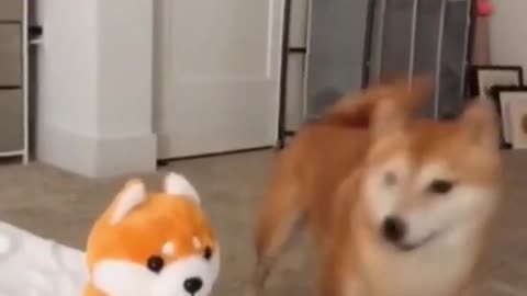 Dog Funny Reaction