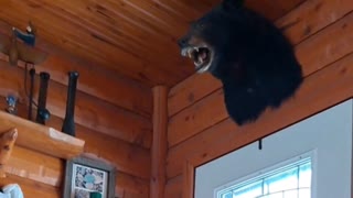 Hey, There's a Bear Up There!