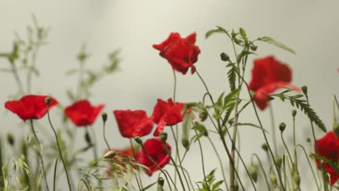 Red Poppies In The Wind Video Footage