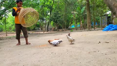 Amazing Pigeon Trapping technique | Boy Catching Bird With Fishing Tools Polo