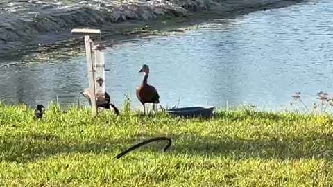 Black-bellied whistling ducks come to land for a visit