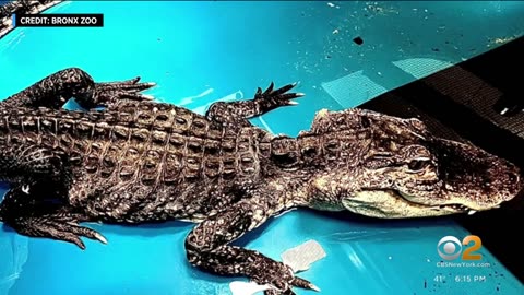 X-ray reveals rescued alligator swallowed bathtub stopper