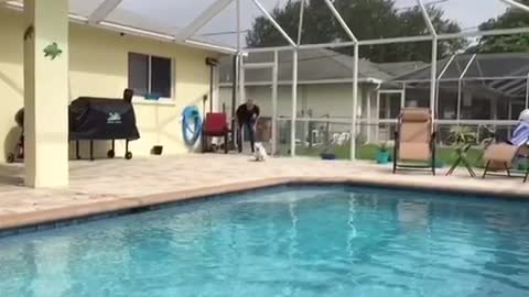 Puppy shows off magnificent pool dive in slow motion