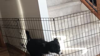Puppy Outsmarts Owner