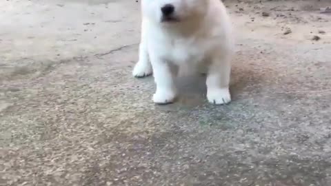 Jogging puppies, look at you so happy