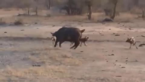 8 Times Wild Animals Surrounds Its Prey So It Can't Escape