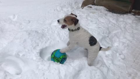 Silly Pup Loves Playing With His Ball In The Snow