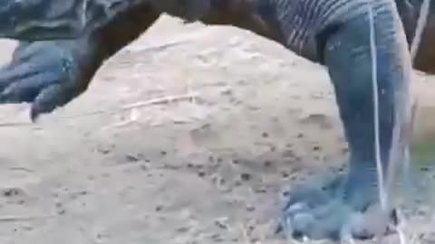 Komodo dragon hunt