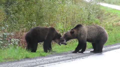 Epic grizzly bear fight!