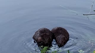 A happy pair of beavers eating leaves look lovely