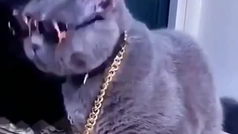 Funny cat showing the swag crying yell