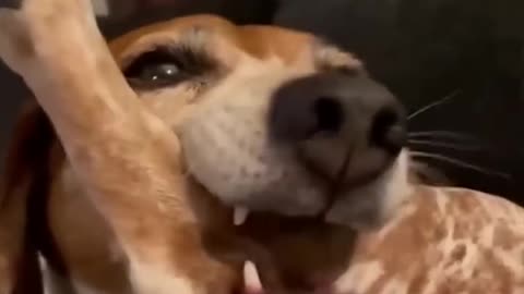 Funny animal videos 🤣🤣