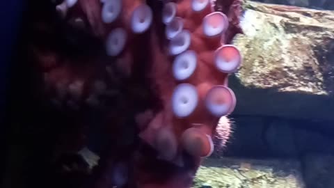 aquarium #fish #relaxingmusic #4k #aquariumrelax #coralreef #underwater #4kvideo