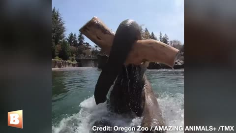 Elephant GOES WILD, Splashing and Swimming at Oregon Zoo