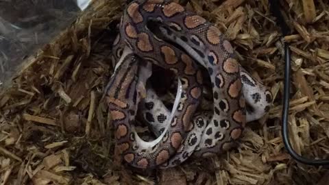 Time lapse: Brazilian Rainbow Boa feeding time