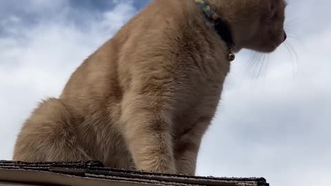 Cat on roof looking happy