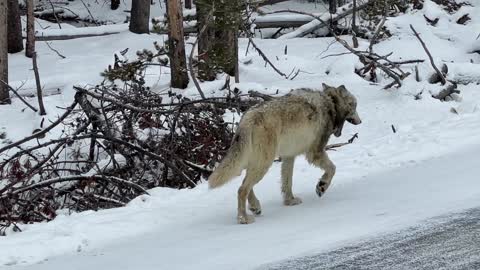 Wolf Walks Along Road in Yellowstone