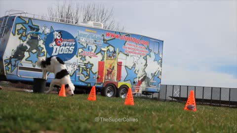 Borde Collie flawlessly conducts incredible handstand trick