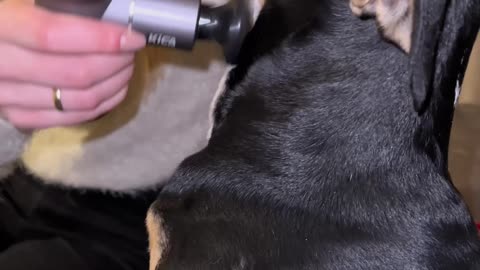 Dog Loves Being Massaged with a Massage Gun