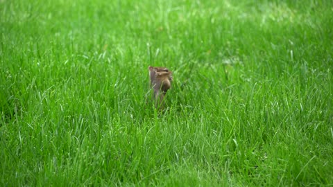 Chipmunk cleans her feet